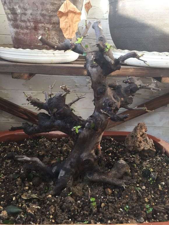 粗剪了一下养了几年的雀梅下山桩