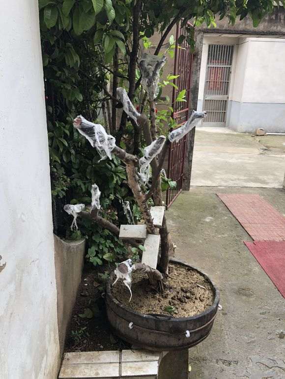 粗剪了一下养了几年的雀梅下山桩