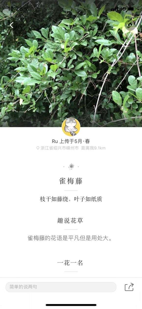 雀梅藤跟雀梅下山桩一样吗 杆子不细 没造型