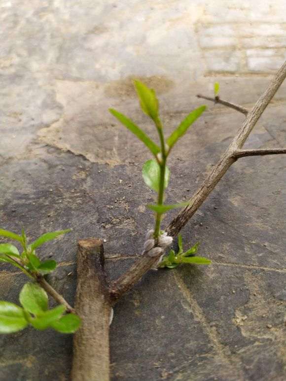 老师看看 雀梅下山桩上生的是什么虫子