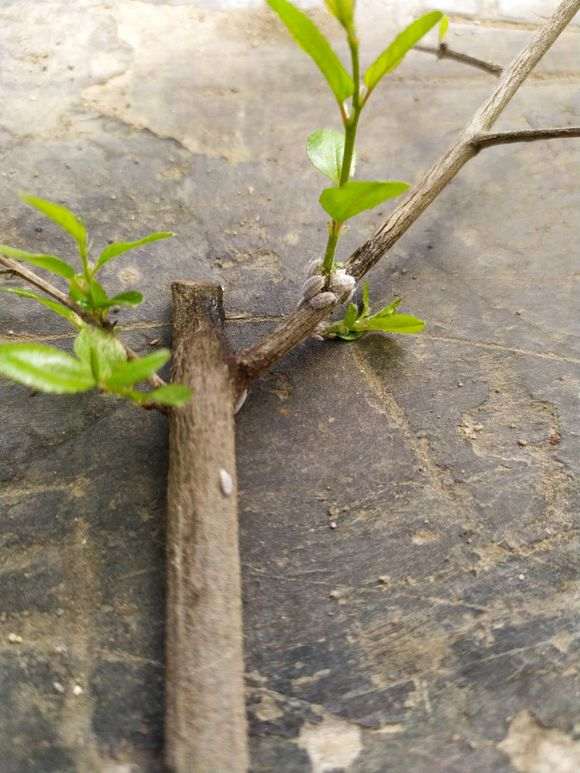 老师看看 雀梅下山桩上生的是什么虫子