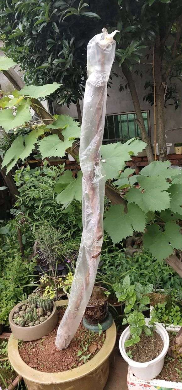 大小雀梅下山桩通通上套袋子了 可以吗