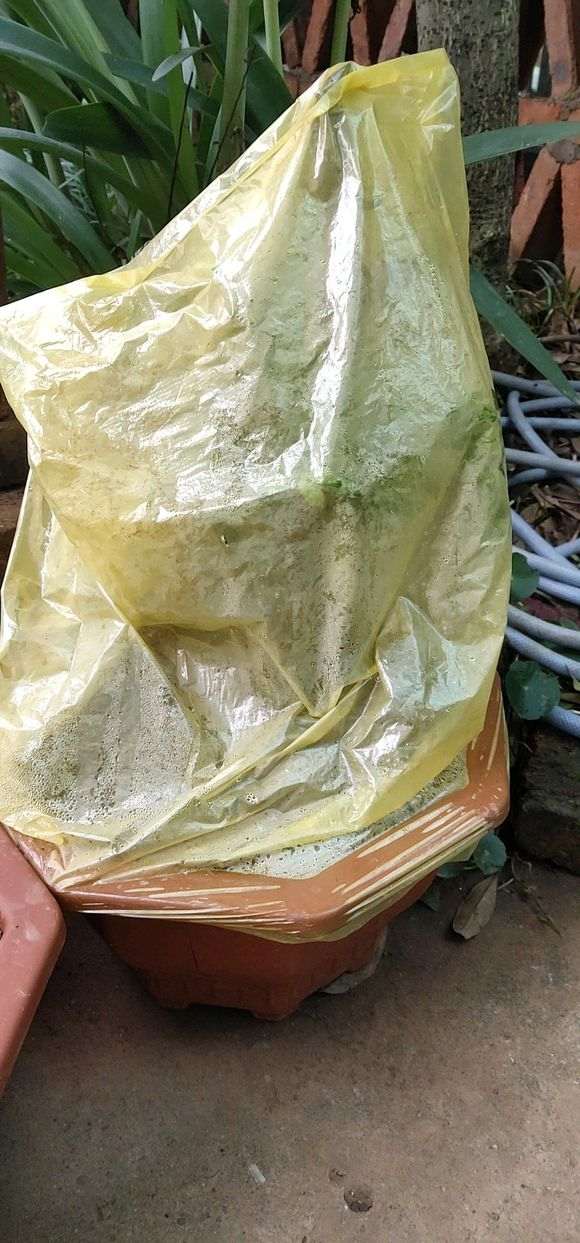 大小雀梅下山桩通通上套袋子了 可以吗