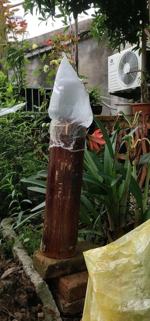 大小雀梅下山桩通通上套袋子了 可以吗