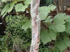 大小雀梅下山桩通通上套袋子了 可以吗