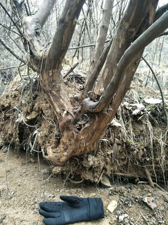 本人挖到大型雀梅下山桩 有几百斤