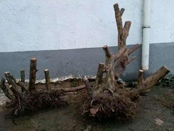 这棵过桥丛林雀梅下山桩 挖了八个小时