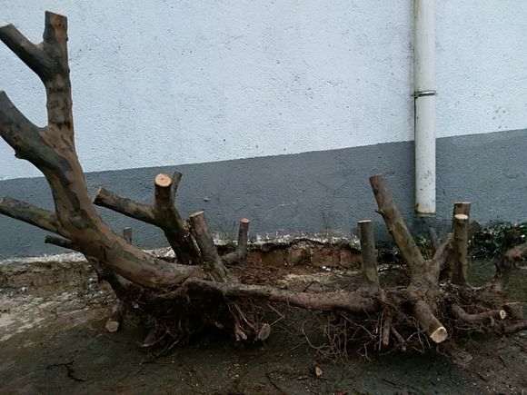 这棵过桥丛林雀梅下山桩 挖了八个小时