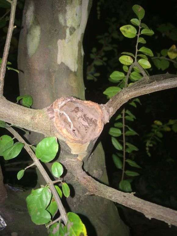 红芽雀梅下山桩的锯口怎么愈合