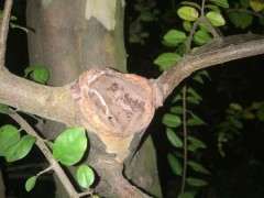 红芽雀梅下山桩的锯口怎么愈合