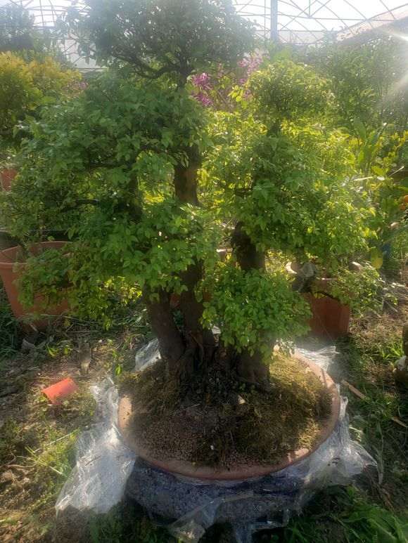 为什么熟桩的雀梅下山桩容易死