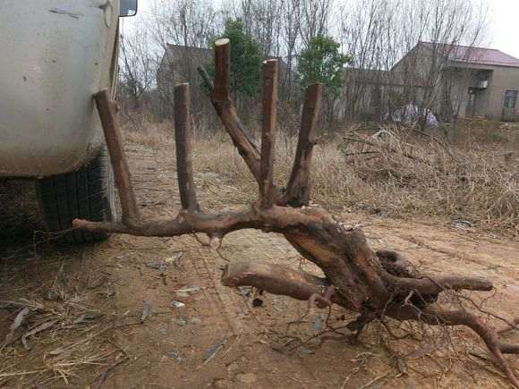 发几个广西雀梅下山桩