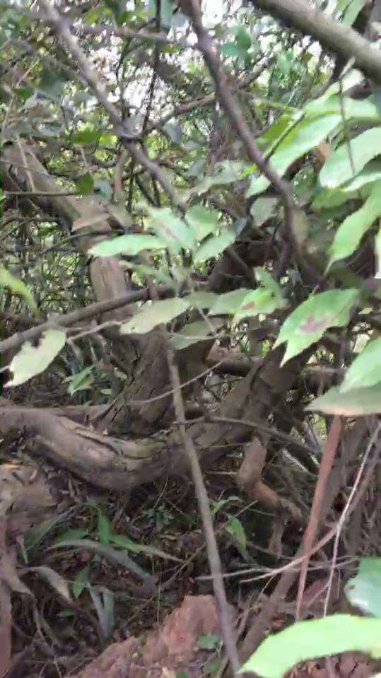 寻桩30年 这雀梅下山桩 让我都震撼了