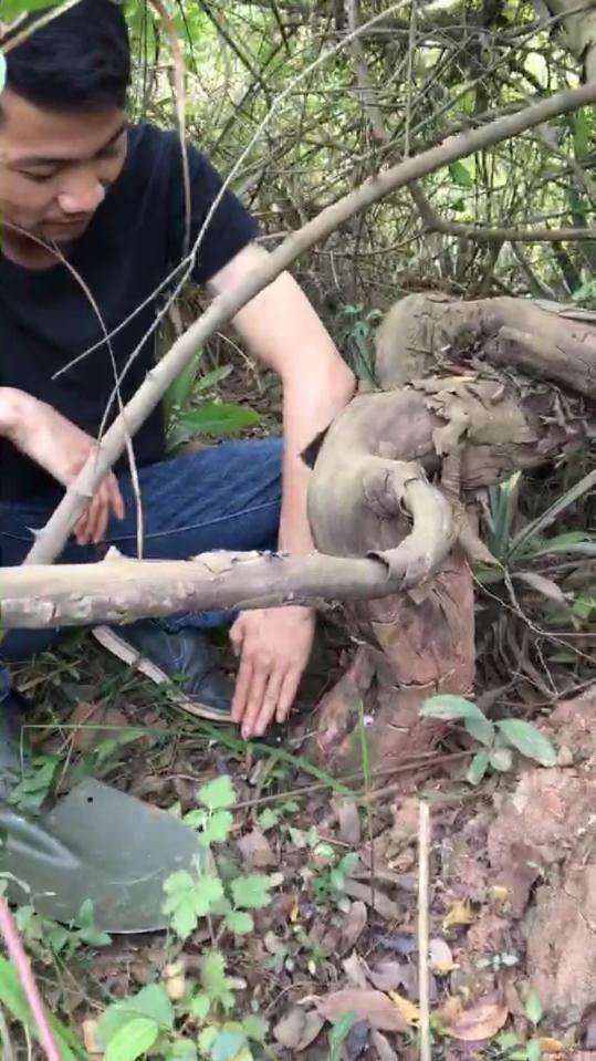 寻桩30年 这雀梅下山桩 让我都震撼了