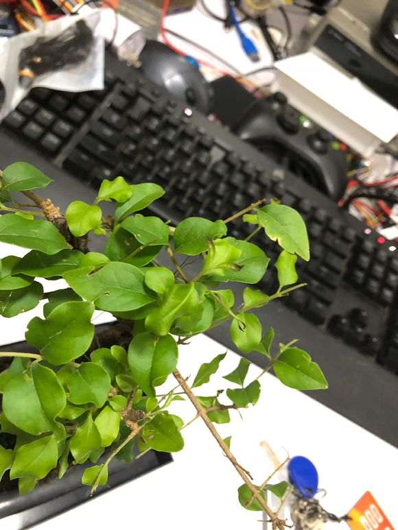 雀梅盆景的叶子会灰掉 然后掉叶