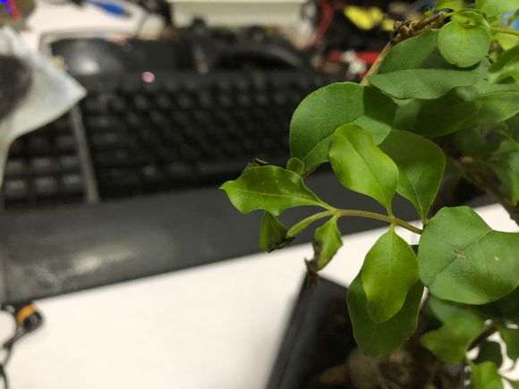 雀梅盆景的叶子会灰掉 然后掉叶