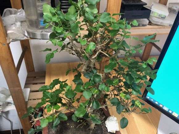 雀梅盆景的叶子会灰掉 然后掉叶