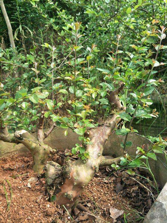 雀梅盆景的叶子会灰掉 然后掉叶