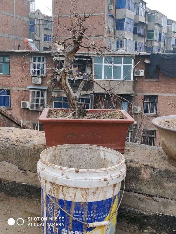 两盆雀梅盆景 价格250带盆 贵吗