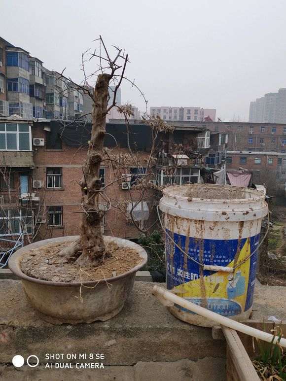 两盆雀梅盆景 价格250带盆 贵吗