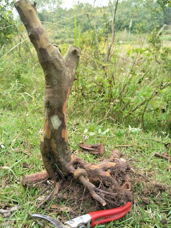 今天挖了几棵小雀梅下山桩 大家看看