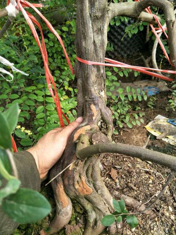 今天挖了几棵小雀梅下山桩 大家看看