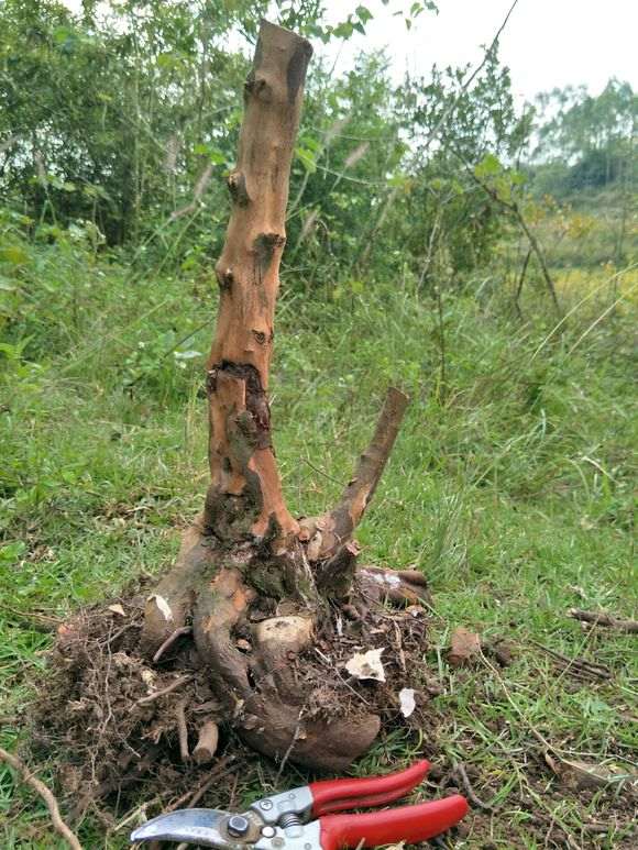 今天挖了几棵小雀梅下山桩 大家看看