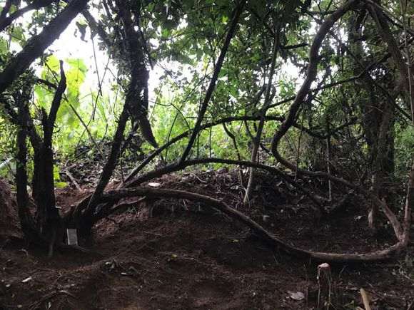今天挖的一颗雀梅过桥丛林下山桩