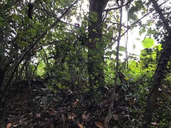 今天挖的一颗雀梅过桥丛林下山桩