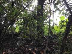 今天挖的一颗雀梅过桥丛林下山桩