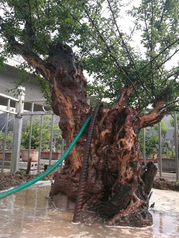 大家欣赏 巨型雀梅下山桩 3米高