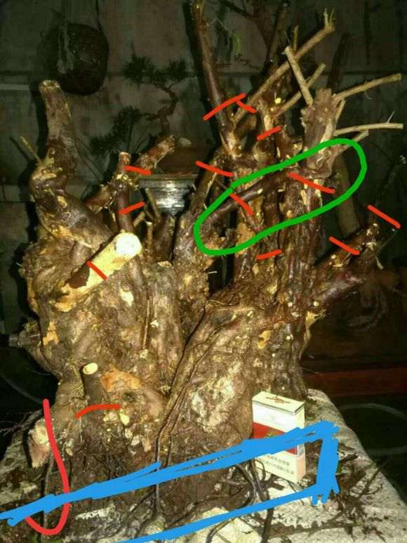 大家欣赏 巨型雀梅下山桩 3米高