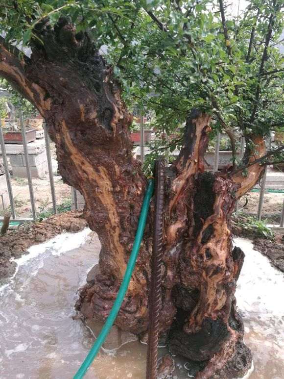 广西红芽雀梅下山桩怎么上盆啊