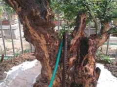 广西红芽雀梅下山桩怎么上盆啊