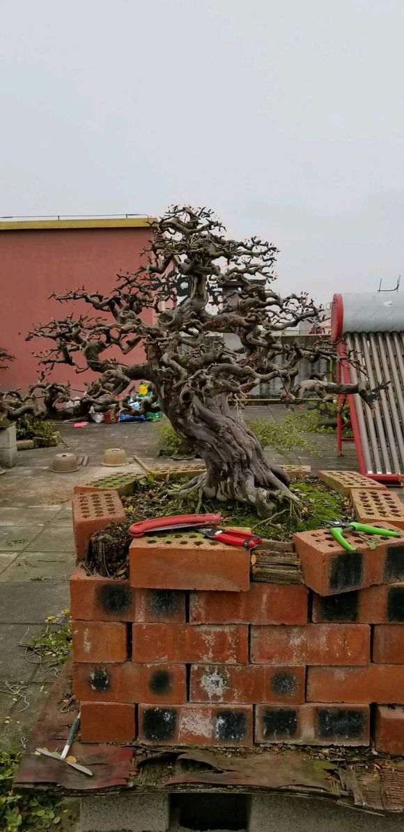 南宁大师级雀梅盆景欣赏