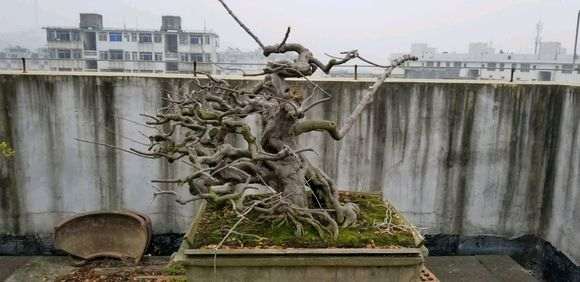 南宁大师级雀梅盆景欣赏