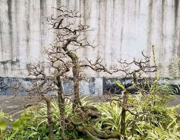 南宁大师级雀梅盆景欣赏