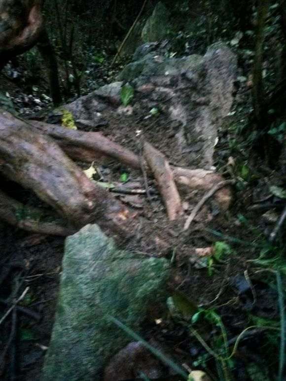 今天偶遇超大雀梅下山桩