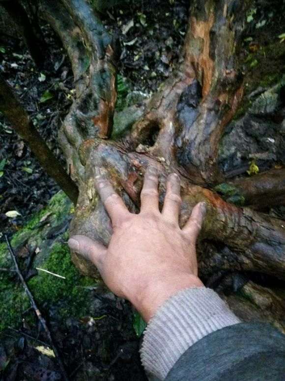 今天偶遇超大雀梅下山桩