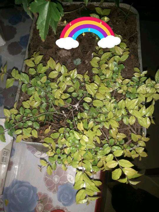 雀梅下山桩的叶子变成黄色