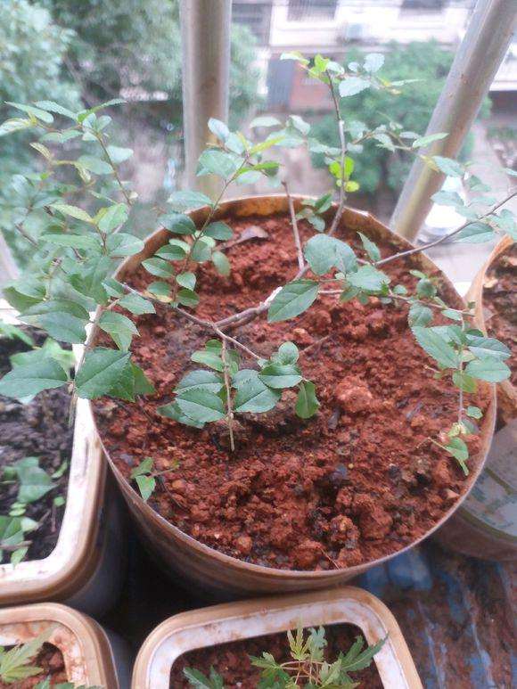 雀梅下山桩的叶子变成黄色