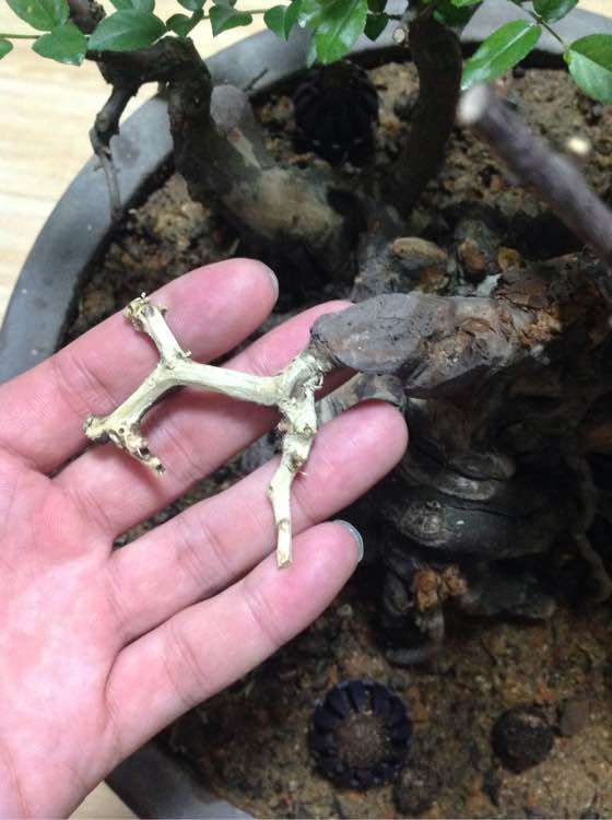 雀梅下山桩不知为何干了几个枝条