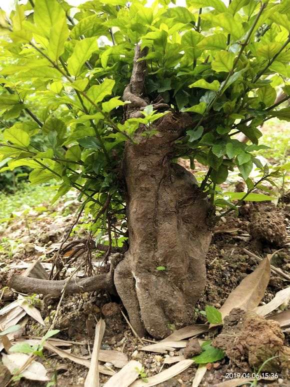 分享雀梅下山桩怎么倒栽的经验