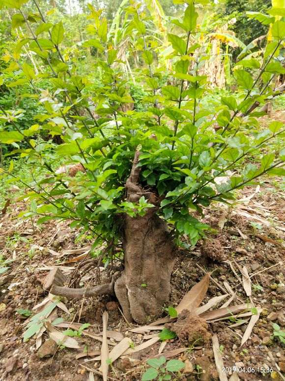 分享雀梅下山桩怎么倒栽的经验
