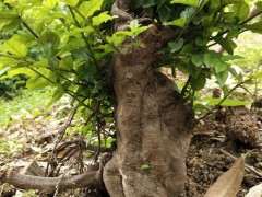 分享雀梅下山桩怎么倒栽的经验