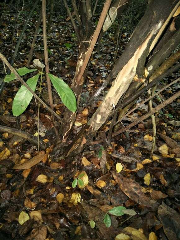 雀梅下山桩是脱皮好