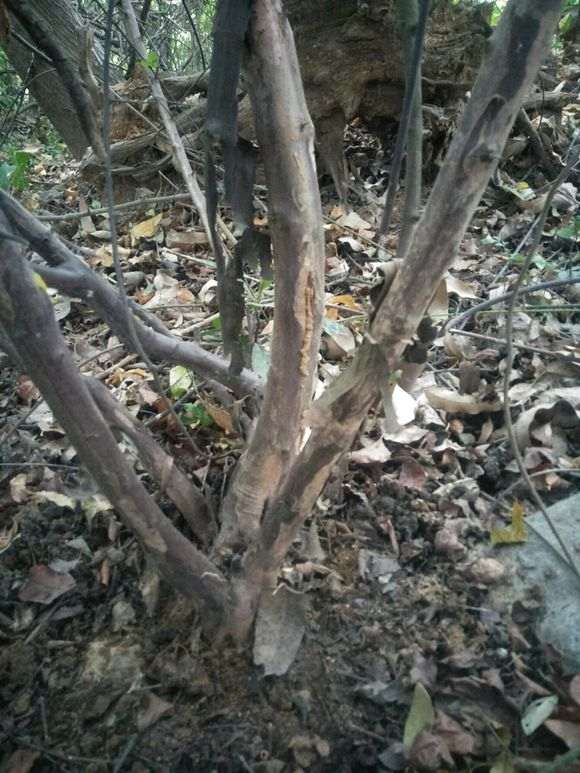 雀梅下山桩是脱皮好