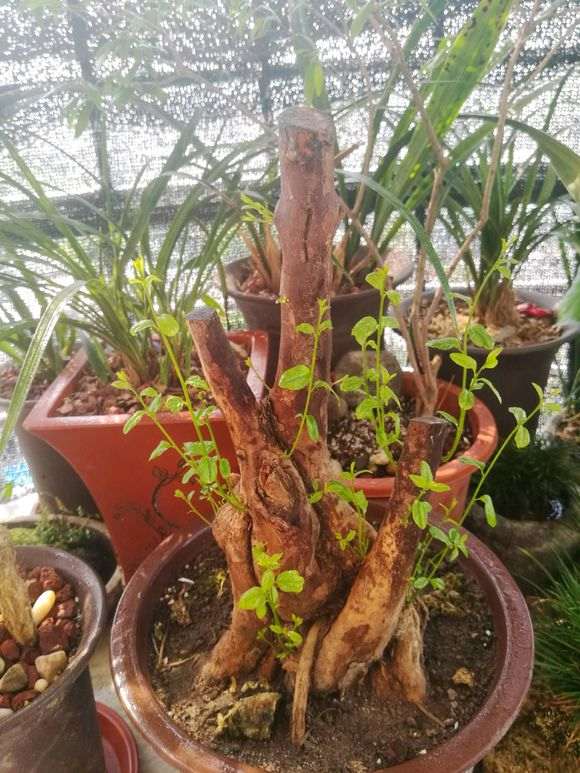 雀梅下山桩快两个月了终于开始发芽了