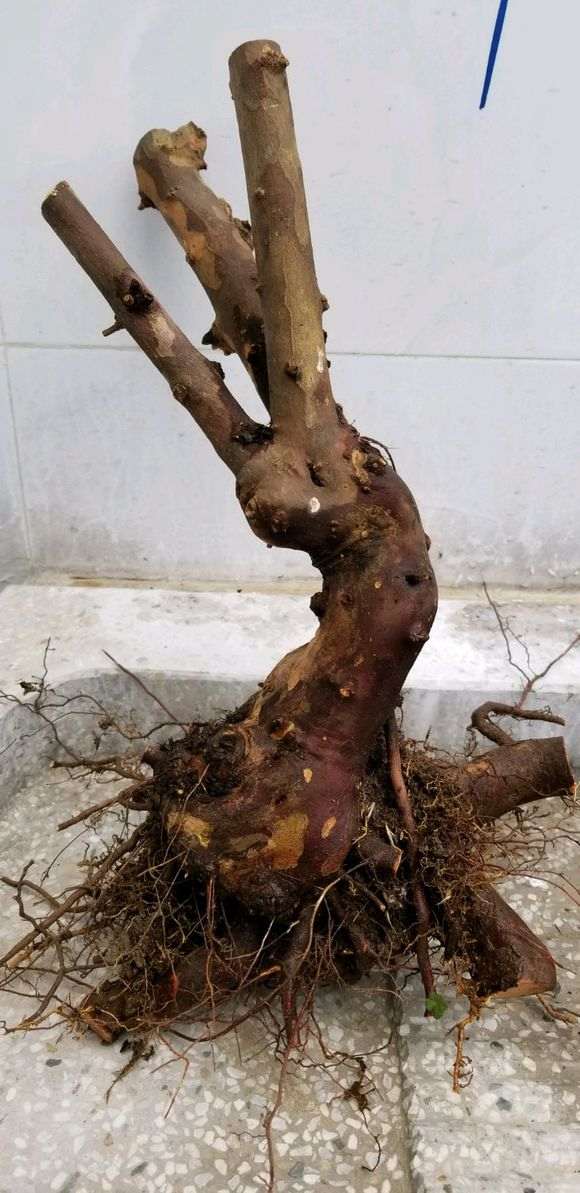 直径9公分雀梅下山桩