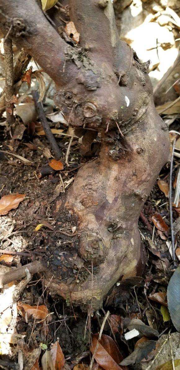 直径9公分雀梅下山桩